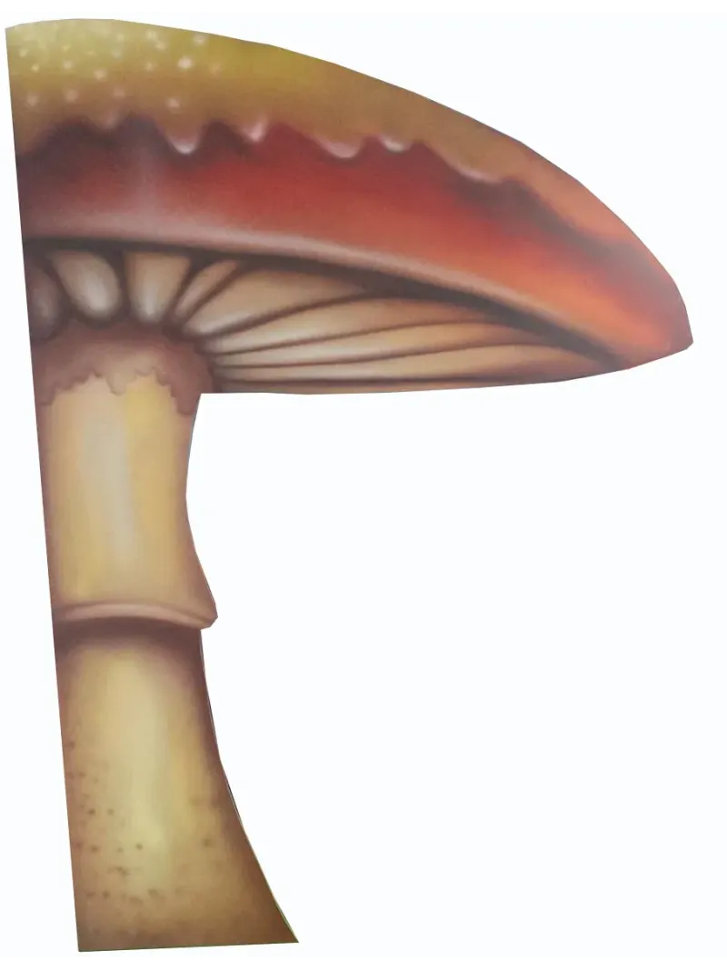 D'APONTE FUNGO IN LEGNO